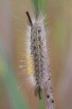 Chenille du Bombyx étoilé - sous réserve
