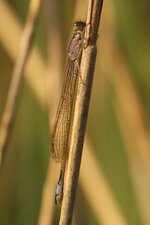 Ischnura elegans