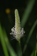 Fleur de plantain