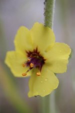 Fleur de molène de boerhaave