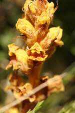 Orobanche sp.