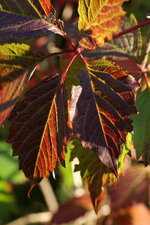 Vigne vierge