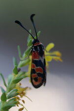 Zygena fausta fortunata