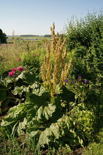 Rhubarbe et arroche