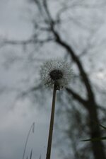 Pissenlit