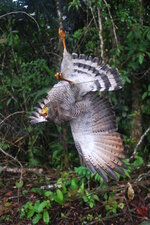 Rapace