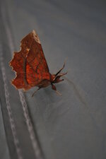Papillon mimétique Feuille Morte