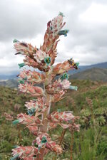 Scarabé sur plante