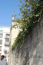 Lierre en ville