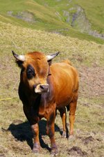 Taureau Tarentaise