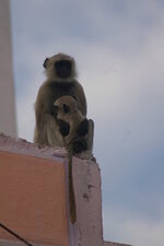 Singe 