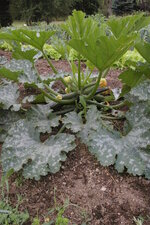 Courgette 