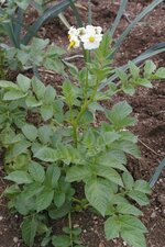 Pomme de terre