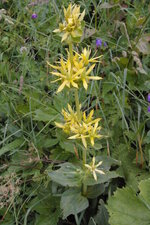 Gentiane jaune