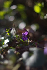 Violette odorante