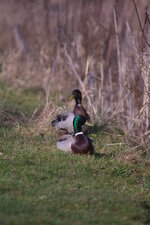 Canard colvert