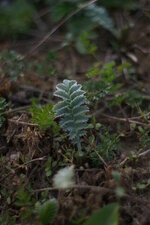 Potentille ansérine 