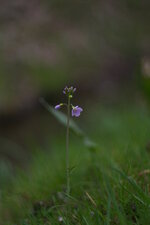 Cardamine