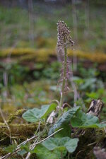  Petasites hybridus a bien grandie
