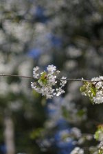 Cerisier en fleur (sous résèrve)