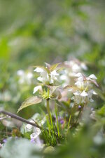 Lamier blanc