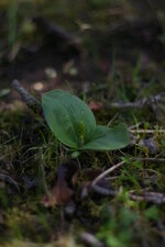 orchis pourpre( jeune pousse)