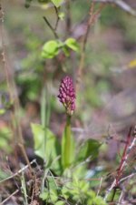 orchis pourpre 