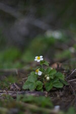 Fraises des bois 