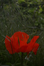 Pavot