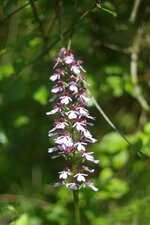 Orchis pourpre