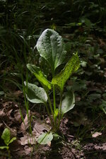 Plantain moyen