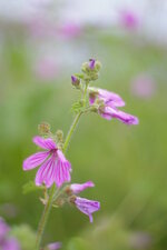 Mauve sylvestre