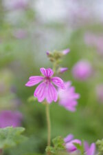 Mauve sylvestre