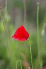 Coquelicot