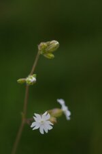 Silene latifolia -compagnon blanc