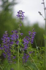 Salvia sp.