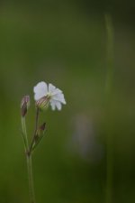 Silene latifolia -compagnon blanc