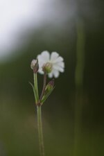Silene latifolia -compagnon blanc