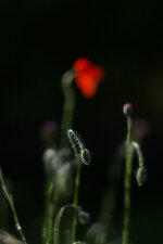 Coquelicots
