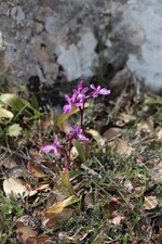 Orchis spitzeli ssp nitidifolia
