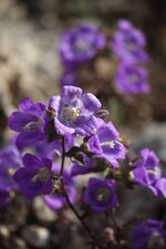 Campanula spatulata ssp filicaulis