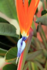 Oiseau du Paradis !