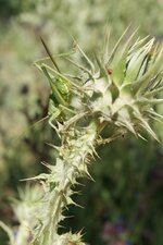 Phanéroptère liliacé