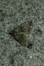 La Bryophile vert-mousse - Cryphia algae Noctuelle