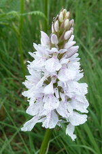 Orchidaceae Orchis - Orchis tacheté
