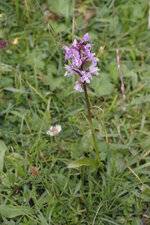 Orchis de fuchs