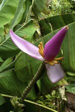 Bananier - musaceae 