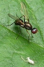 Mouche