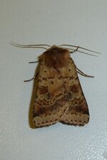 Papillon noctuelle.
