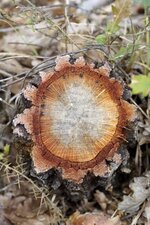 Cernes, liber et cambium